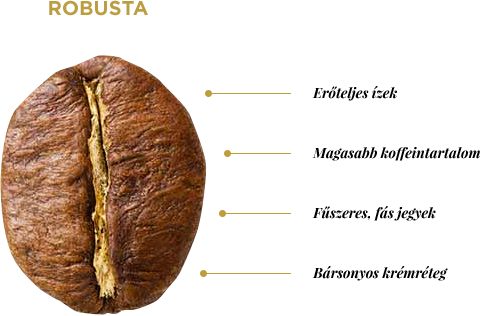 Robusta